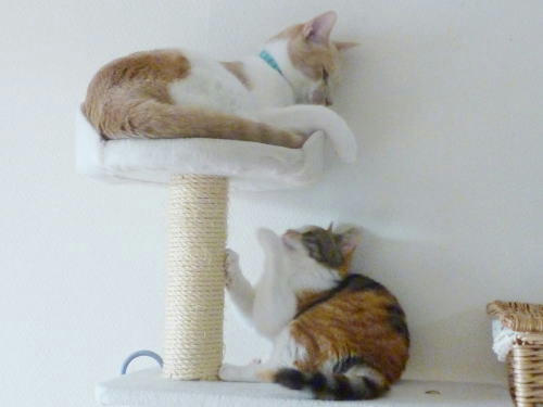 仔猫らしくなってきました