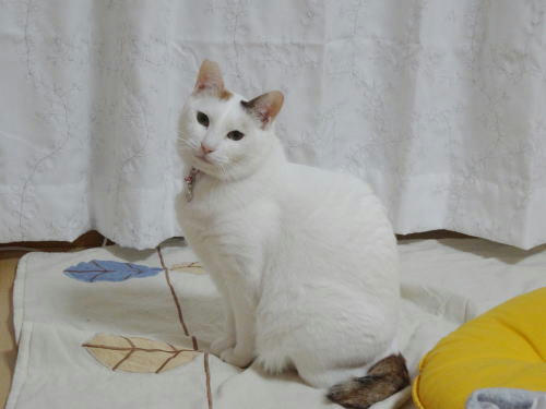 ねこひと会保護猫すあま、うちの子になりました