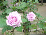 DSC00592.JPG