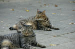 MOMO-DSC05240.jpg