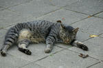 MOMO-DSC05241.jpg