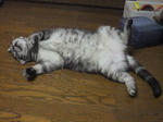 cat04.jpg