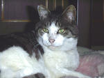 CAT007.jpg
