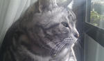 CAT009.jpg