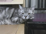 CAT013.jpg