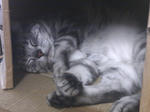 CAT014.jpg