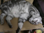 CAT015.jpg