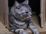 CAT016.jpg