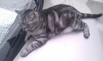 CAT017.jpg