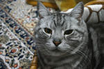 CAT020.jpg