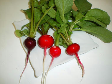 IMGP1274.jpg