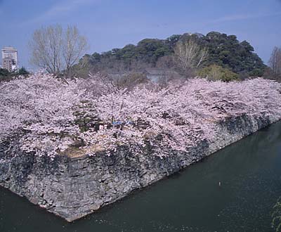 徳島城きれい