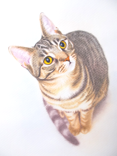 色鉛筆画 A4キジトラ68
