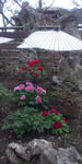 DCF00004.jpg