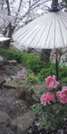 DCF00006.jpg
