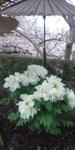 DCF00012.jpg