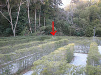 maze