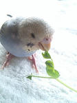 豆苗食べるくぅ
