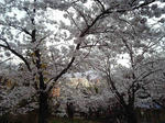 城山公園のサクラ越しの市街地20070415