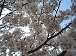城山公園のサクラup20070415
