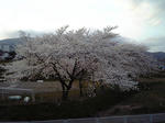 徳間公園夕方のサクラ20070415
