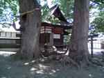ご神木