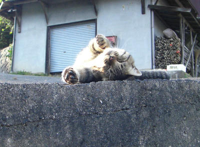 CIMG0871_r2_c2.jpg