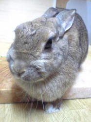ミミ