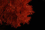 tree.JPG
