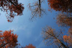 trees.JPG