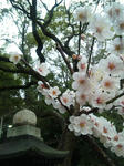 ume.JPG
