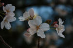 sakura-sakura.JPG