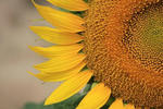 sunflower-1.JPG