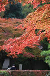 kyoto.JPG