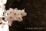 sakura-sakura0.JPG