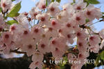 sakura2013.JPG