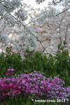 sakurasou-sakura2013.JPG