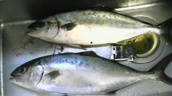 100425_173505_ed.jpg