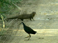 sirohara_mangusu.jpg