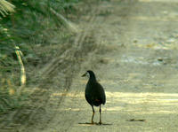 siroharakuina.jpg