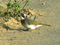 sirogasira.jpg