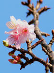 sakura.jpg