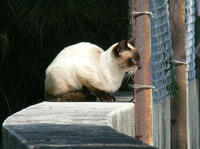 nyanko.jpg