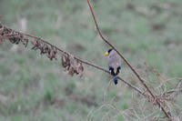 DSC_0083.JPG