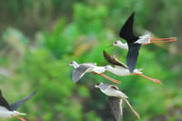 DSC_0473.JPG