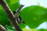 0529_oketu.jpg