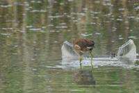 DSC_0126.JPG