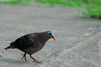 kinbato2.jpg