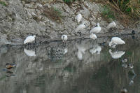 sankakuike.jpg