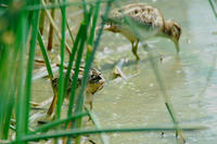 tashigi_2ketu.jpg
